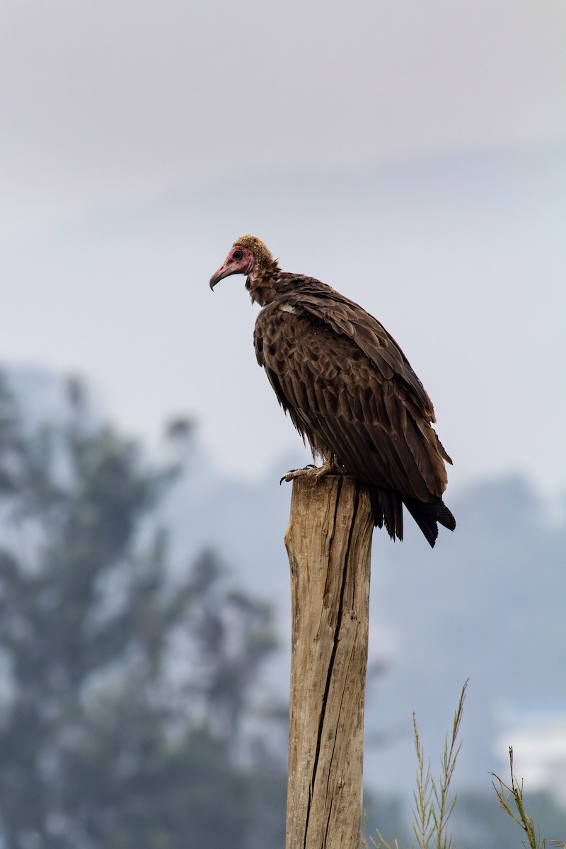 Hooded Vulture - Kristof Zyskowski