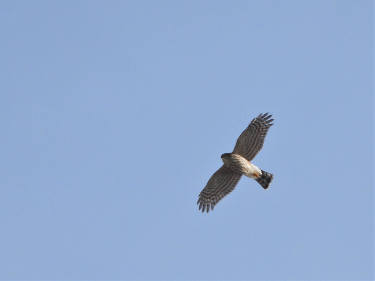 Sharp-shinned Hawk - ML610646785