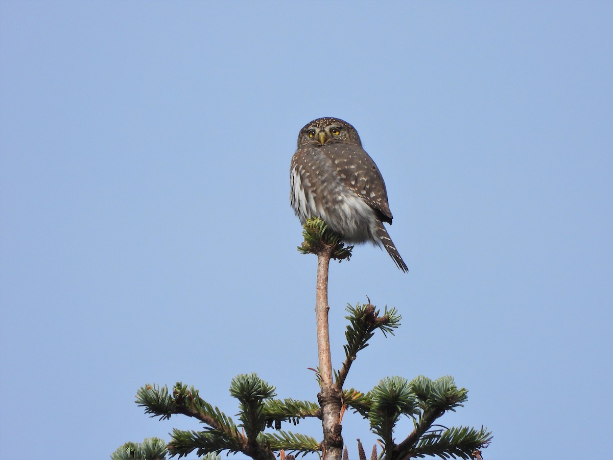 Northern Pygmy-Owl - ML610646787