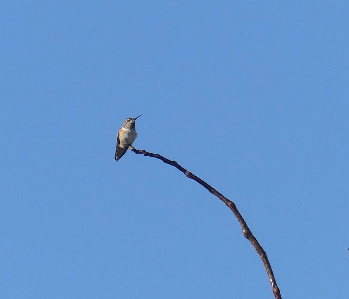 Rufous/Allen's Hummingbird - ML610646834