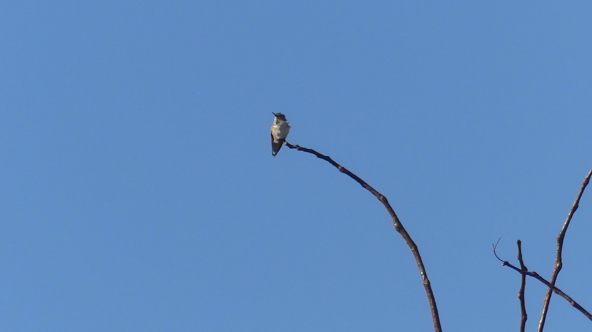 Rufous/Allen's Hummingbird - ML610646836