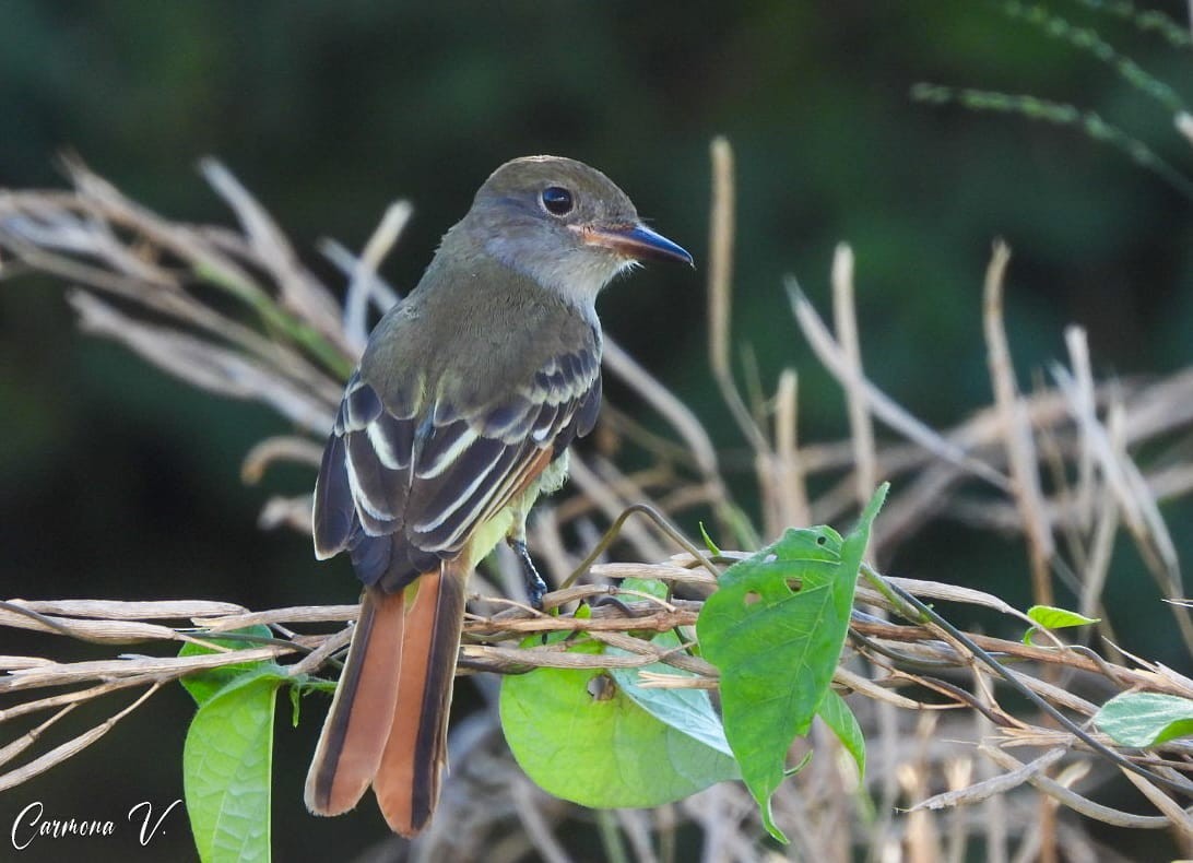 Great Crested Flycatcher - ML610646873