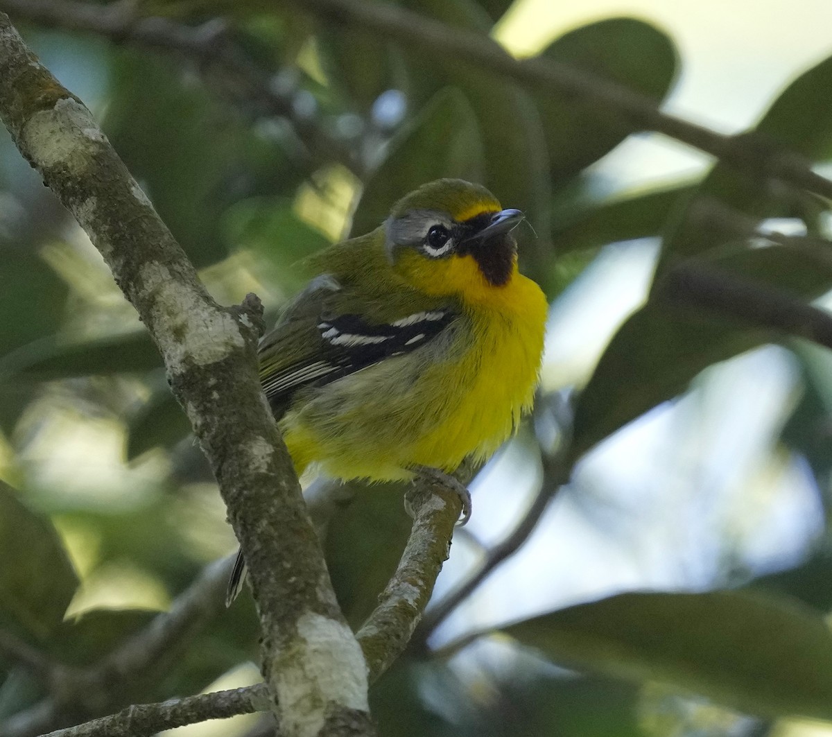 Trilling Shrike-Babbler - ML610646890