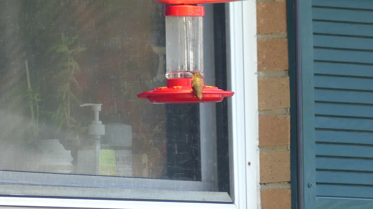 Rufous/Allen's Hummingbird - ML610646907