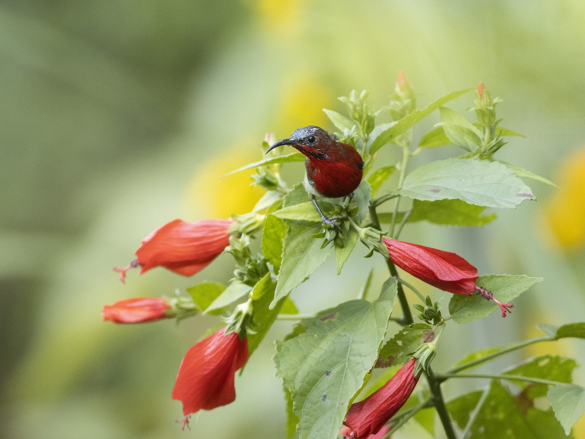 Crimson Sunbird - Niladri Kundu