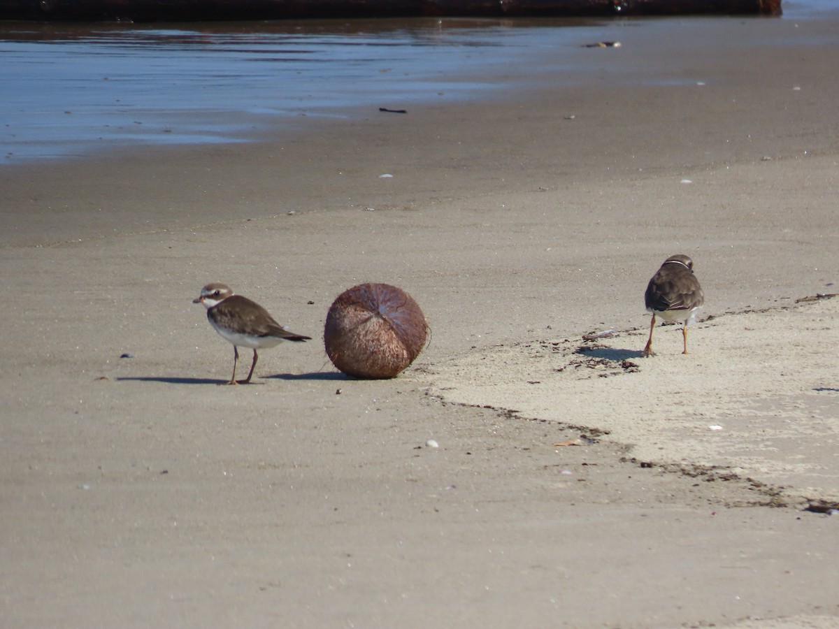 Semipalmated Plover - ML610647008