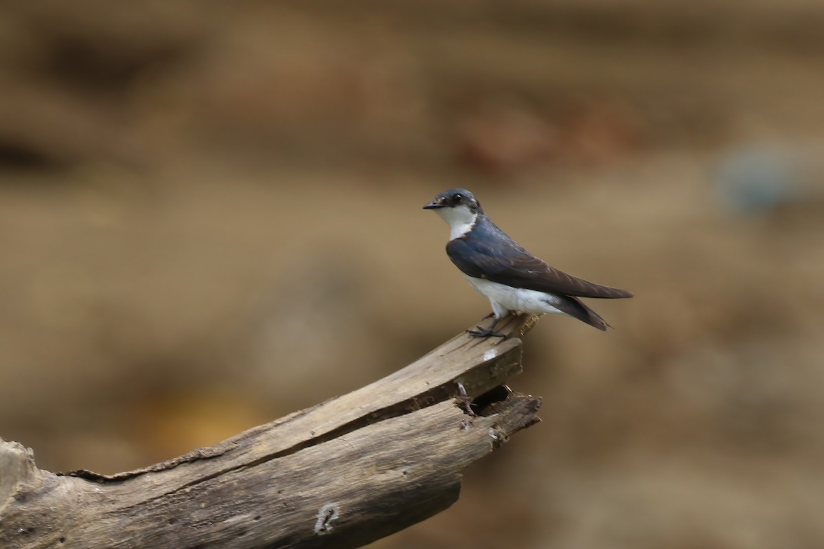 Mangrove Swallow - Greg Scyphers