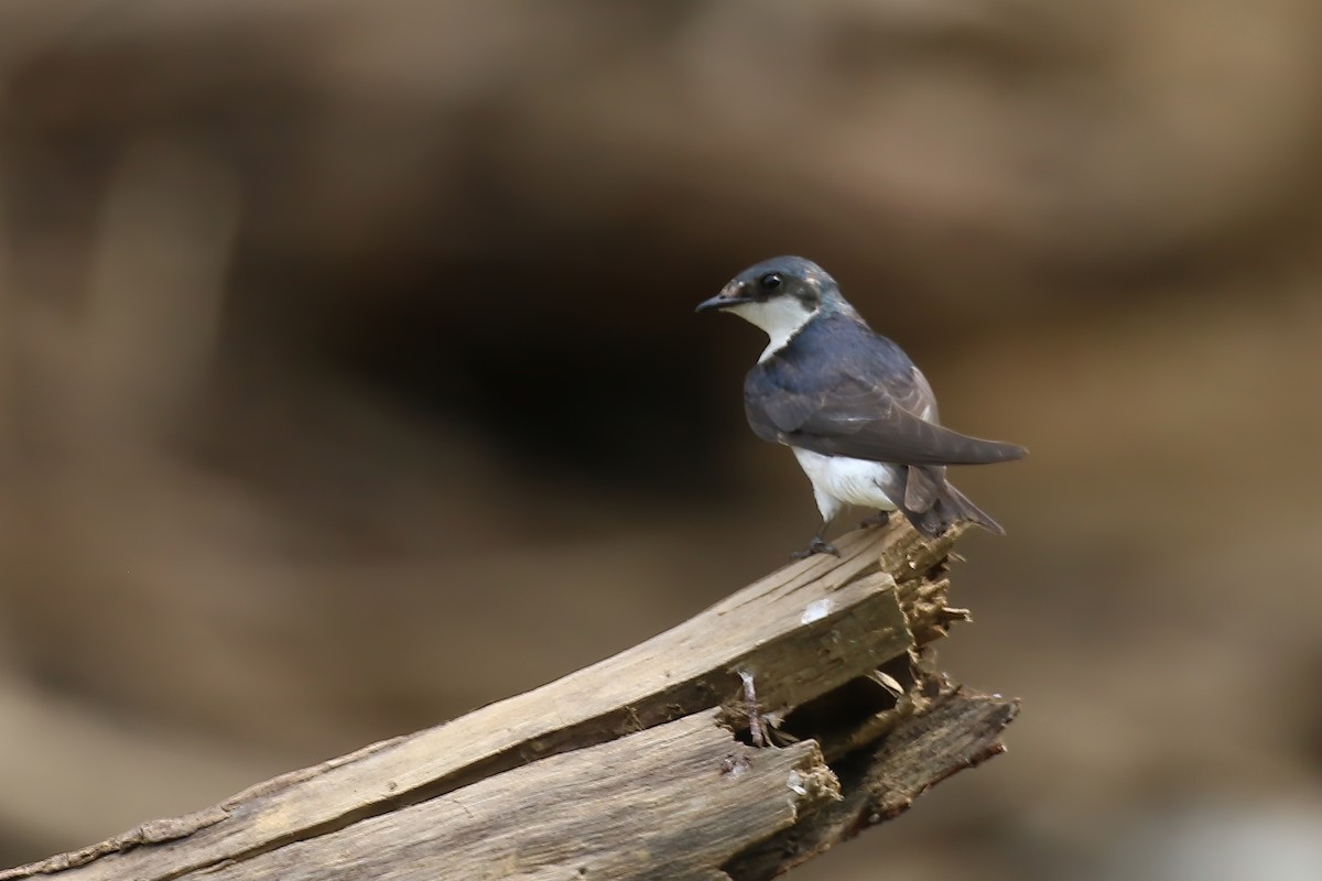 Mangrove Swallow - Greg Scyphers