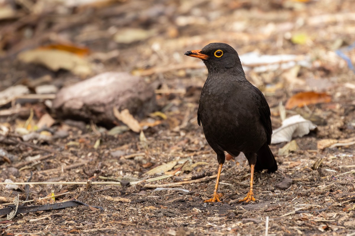 Great Thrush - ML610647079