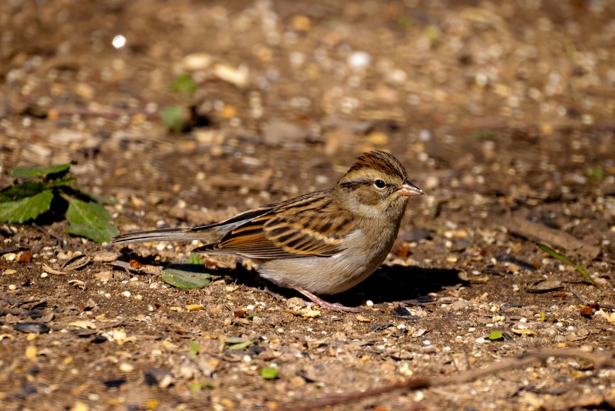 Chipping Sparrow - ML610647083
