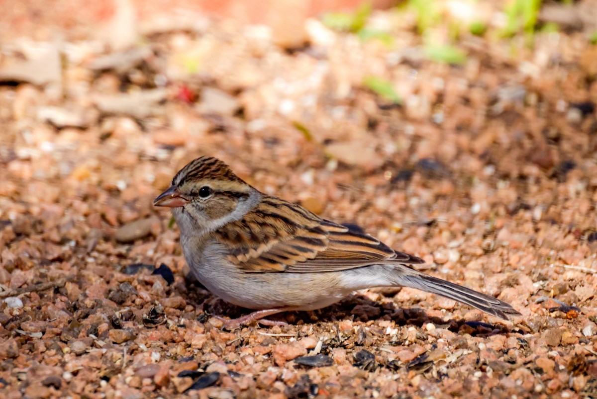 Chipping Sparrow - ML610647086