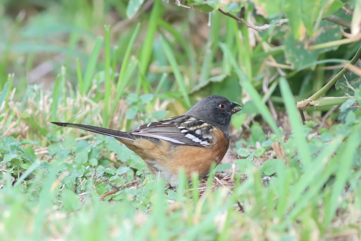 Spotted Towhee - ML610647088