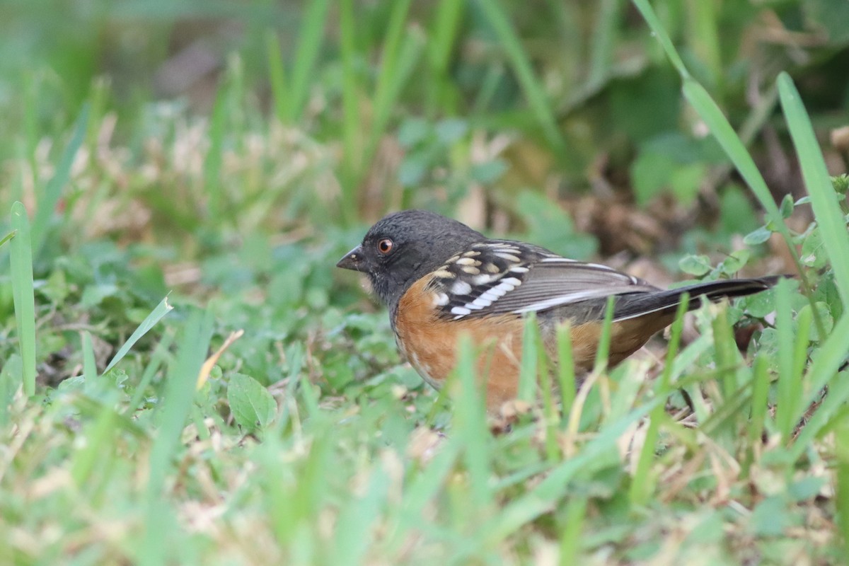 Spotted Towhee - ML610647090