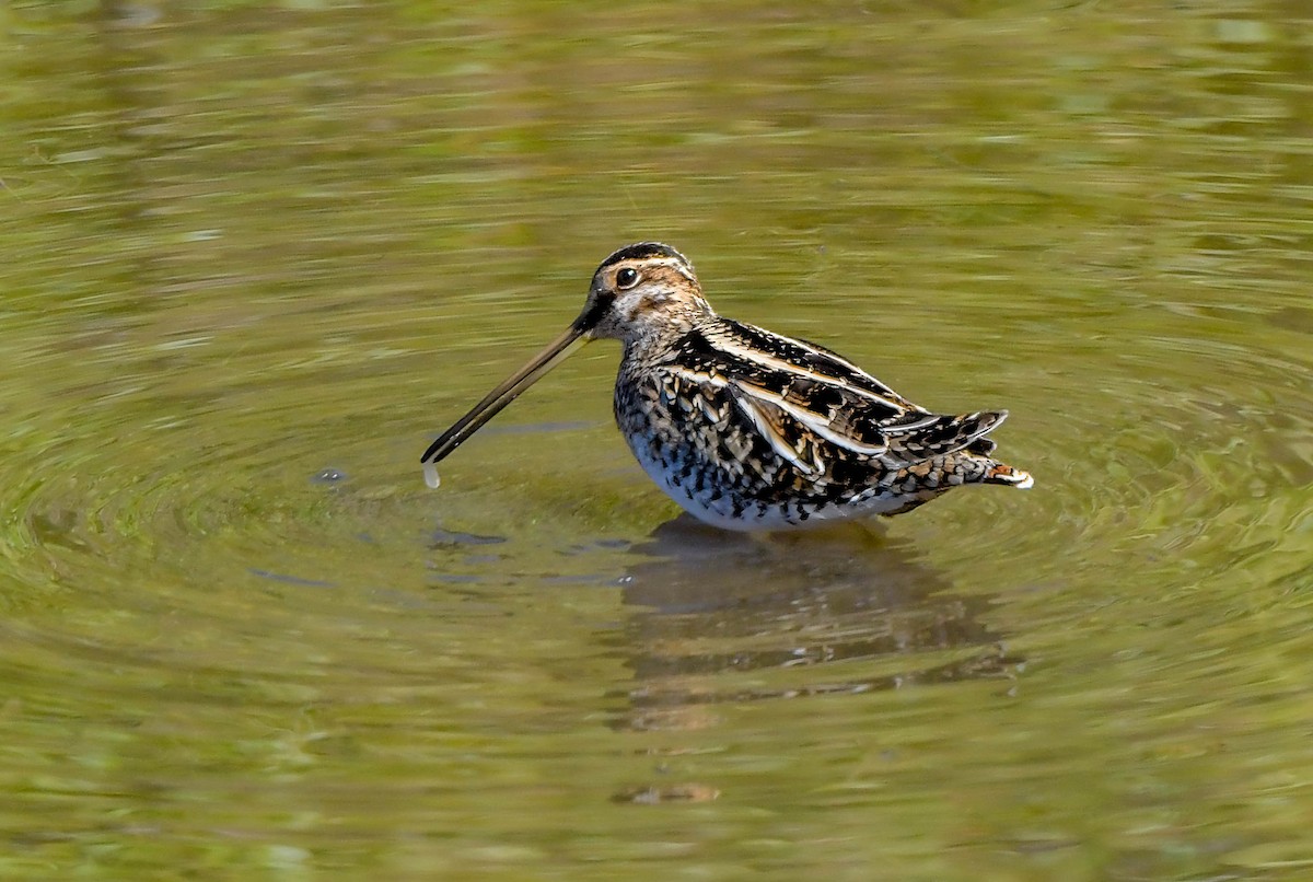 Wilson's Snipe - ML610647120