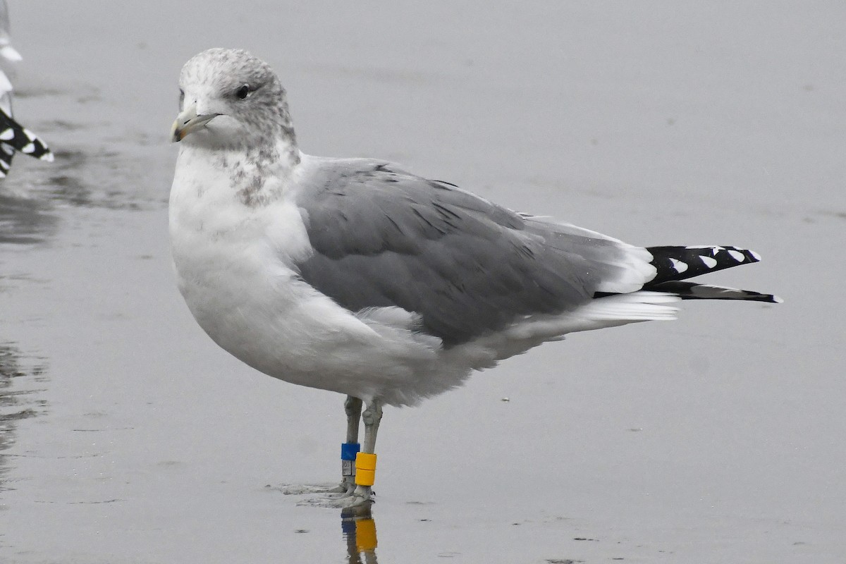 California Gull - Phil Pickering