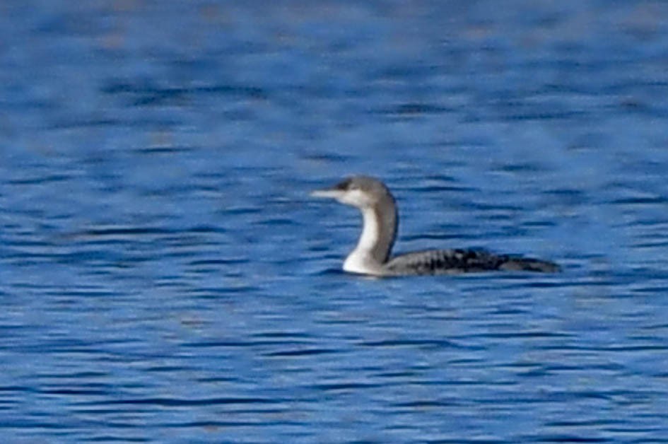 Pacific Loon - ML610647149