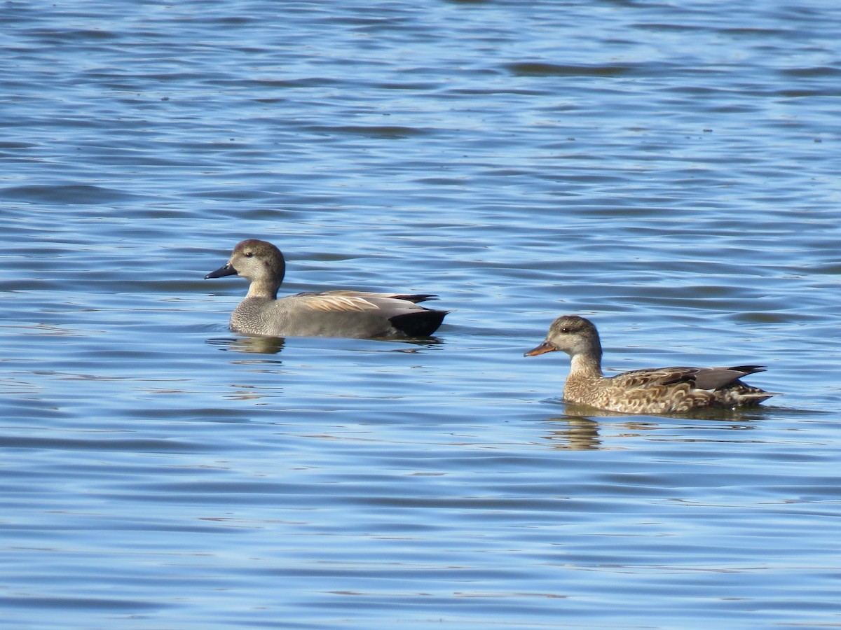 Gadwall - Debbie Beer