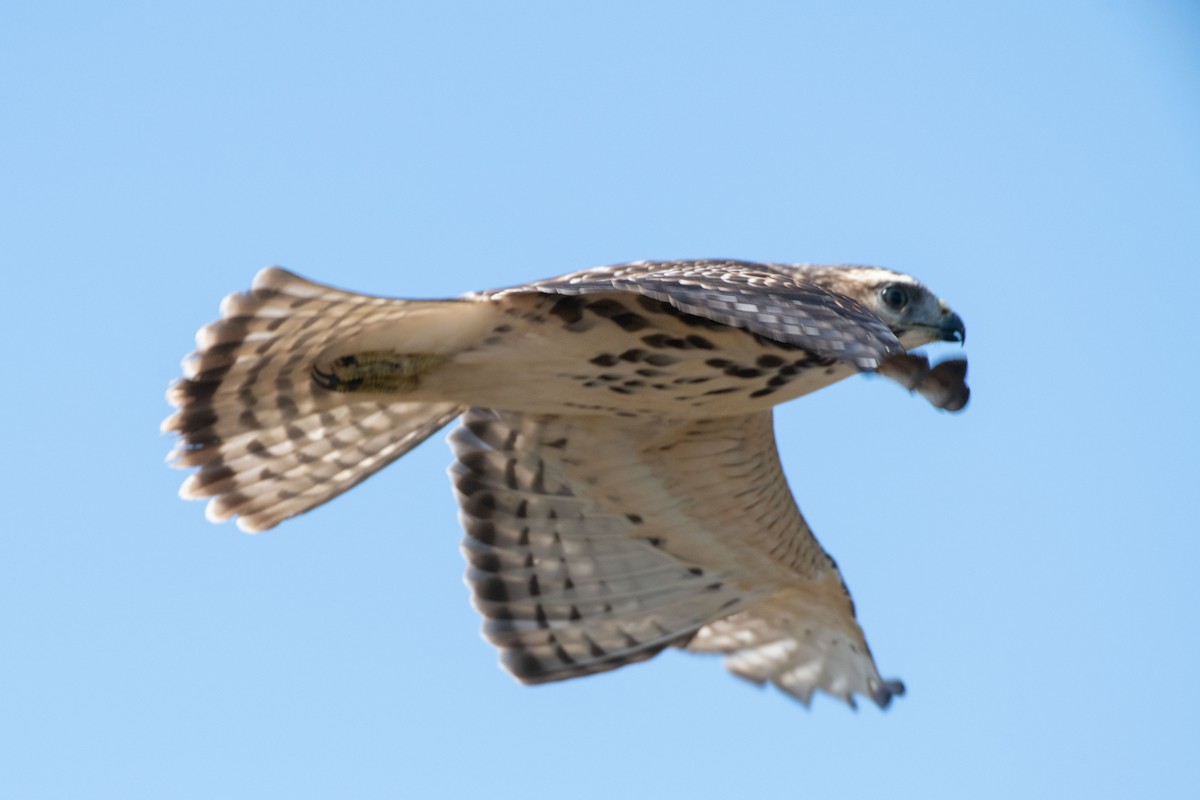 Red-tailed Hawk - ML610647260