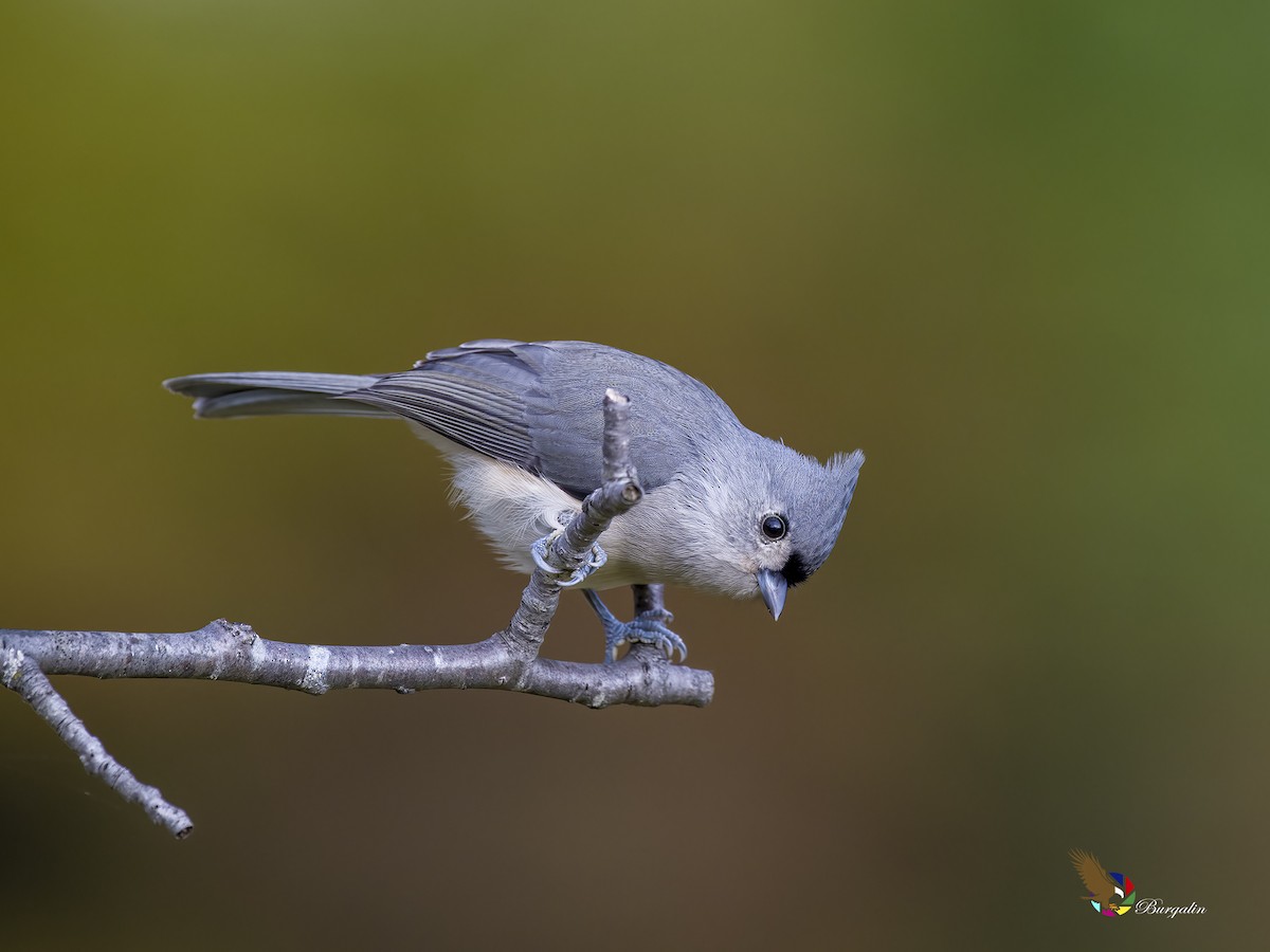 Tufted Titmouse - ML610647307