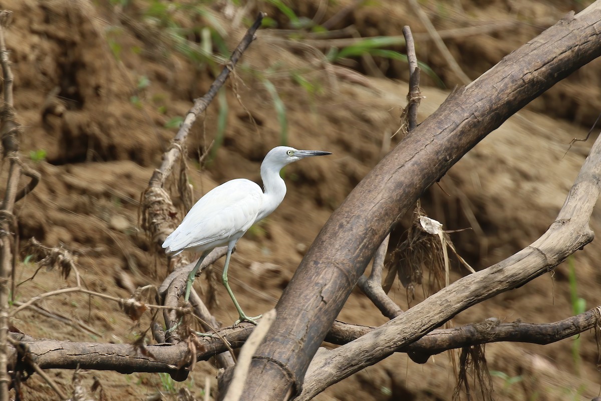 Little Blue Heron - Greg Scyphers