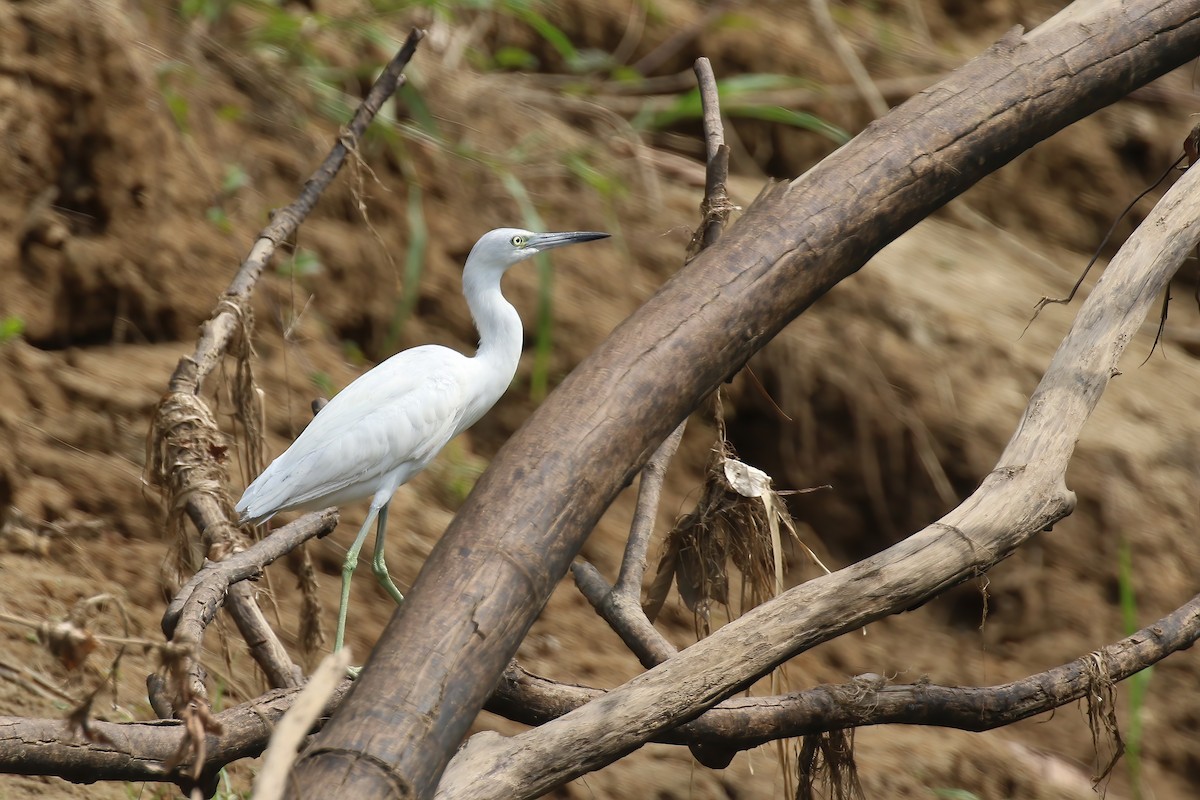 Aigrette bleue - ML610647322