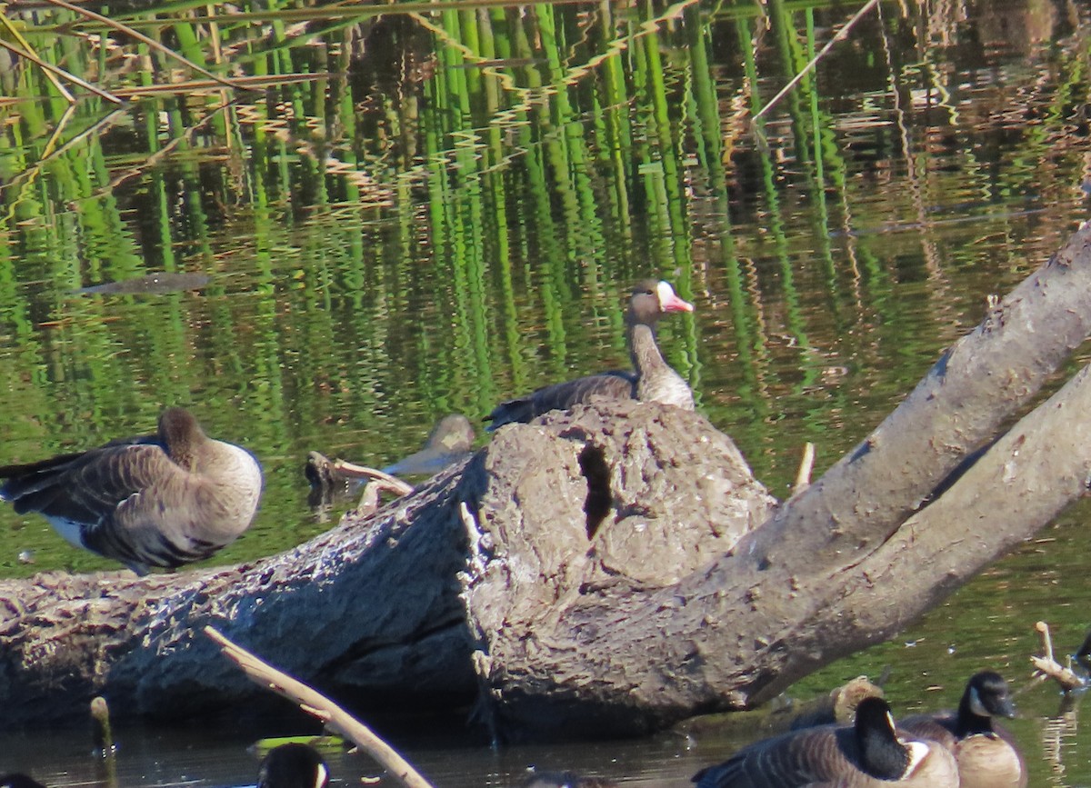 Greater White-fronted Goose - ML610647373