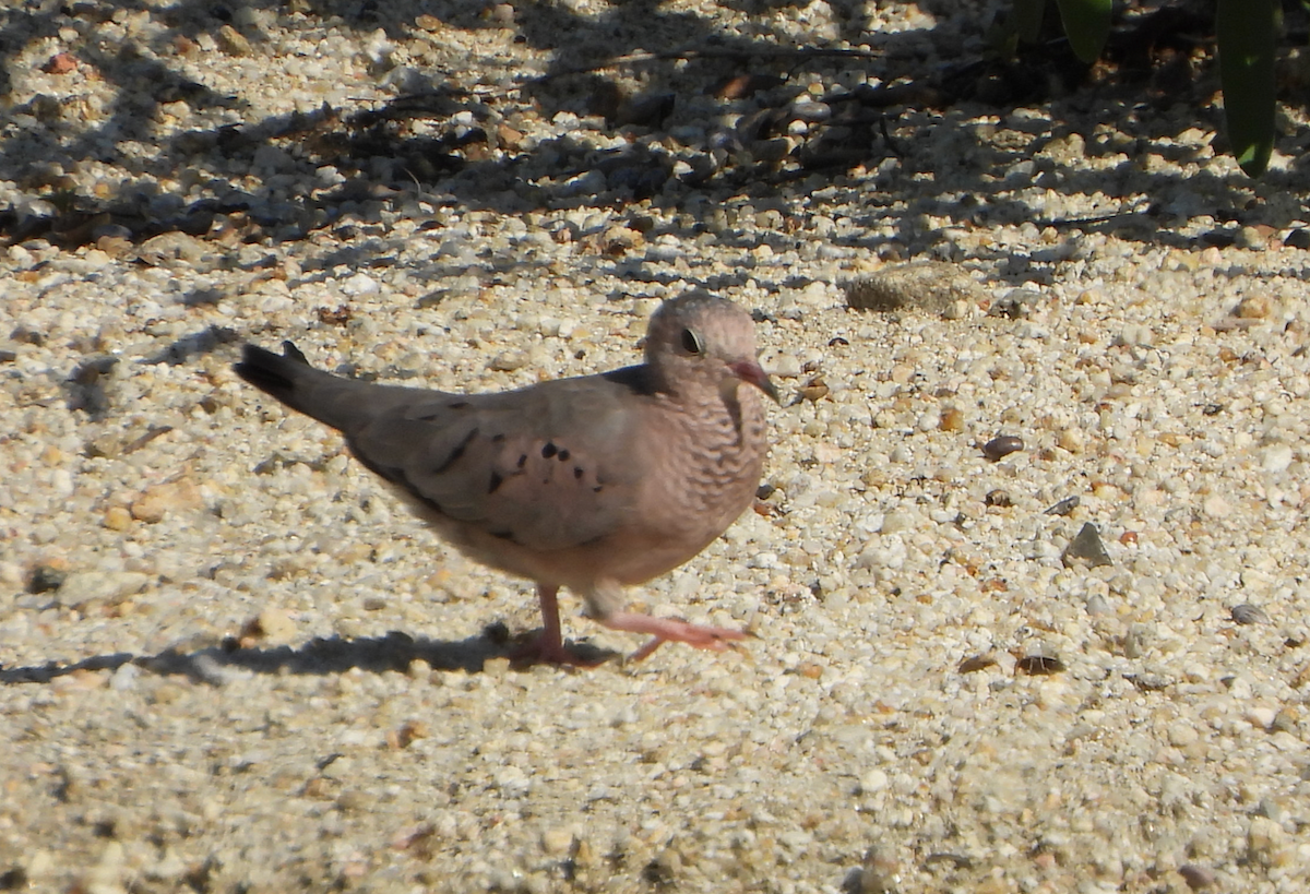 Common Ground Dove - Helen Butts