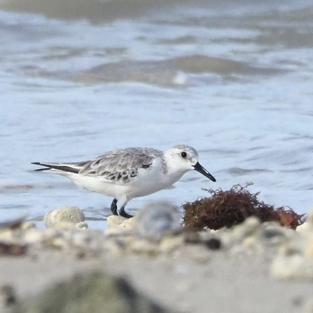 Bécasseau sanderling - ML610647461