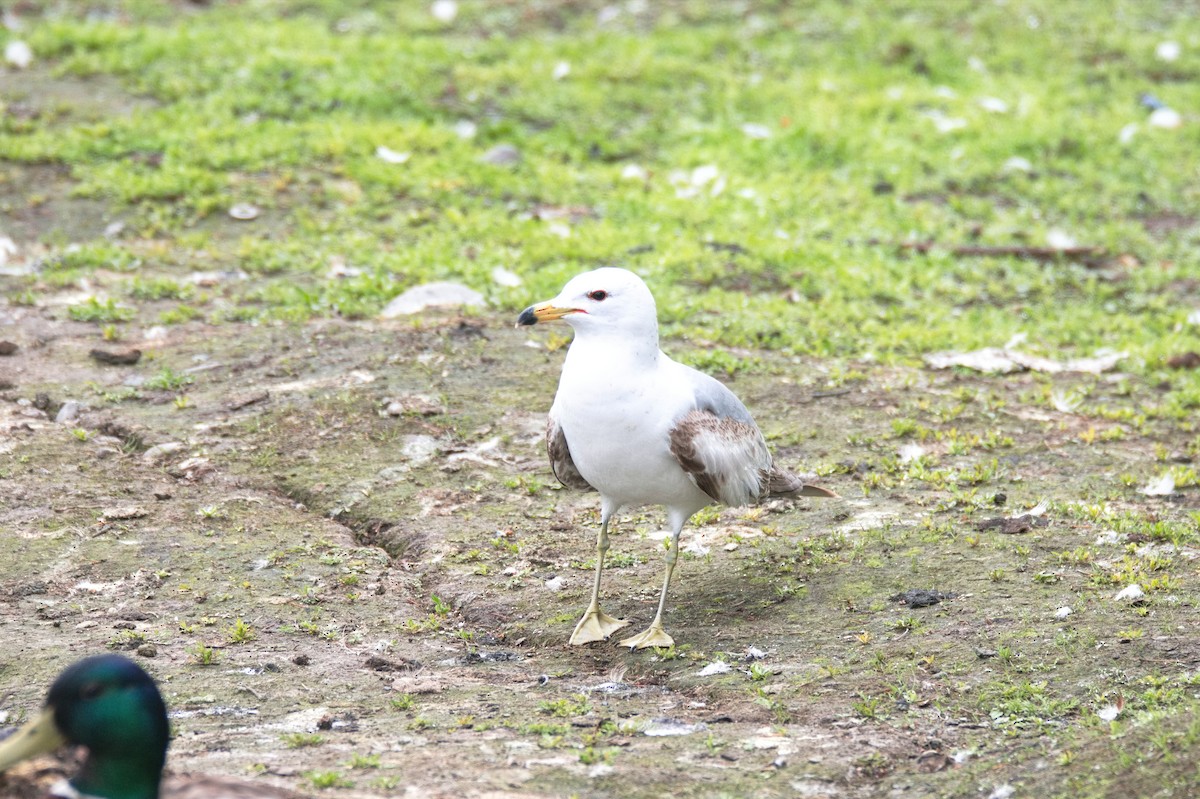 Ring-billed Gull - ML610647541