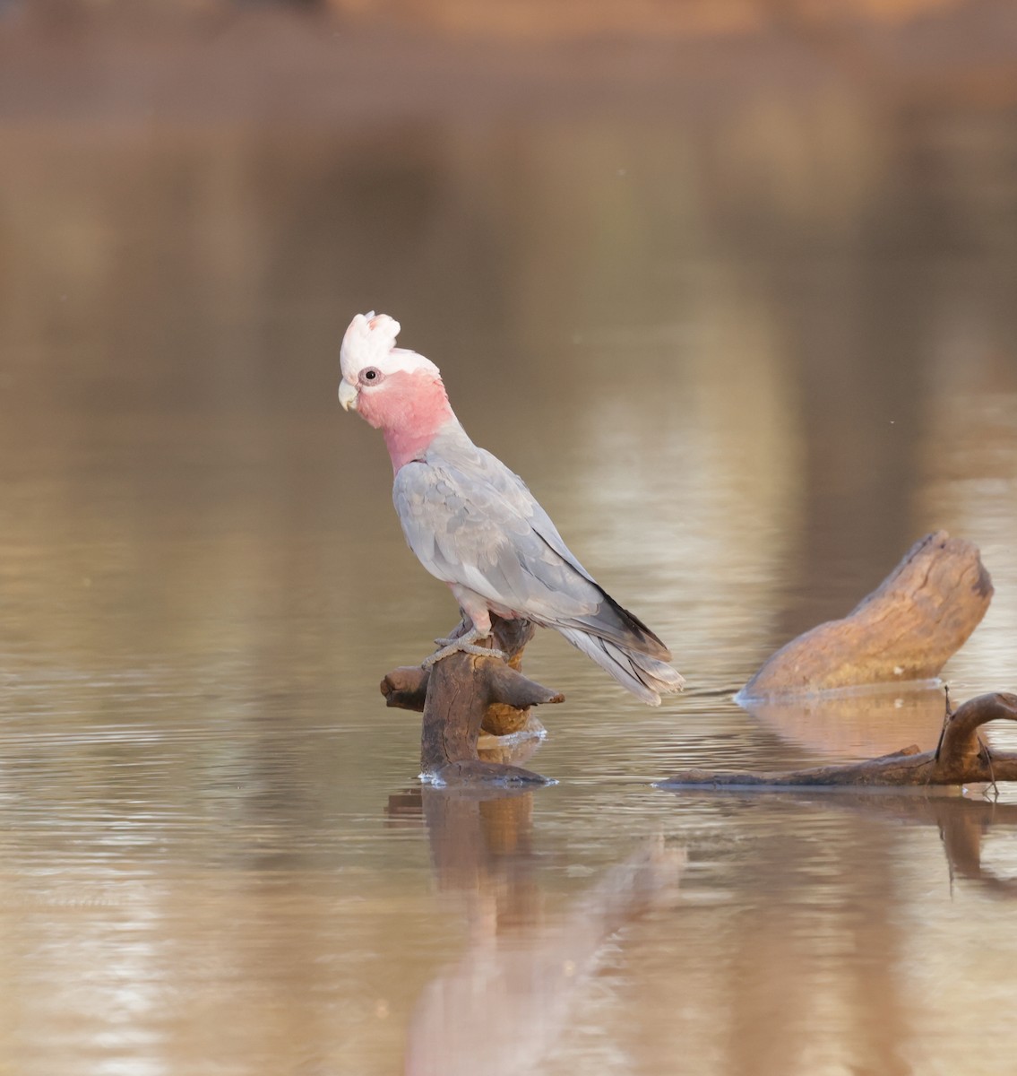 Galah - ML610647557