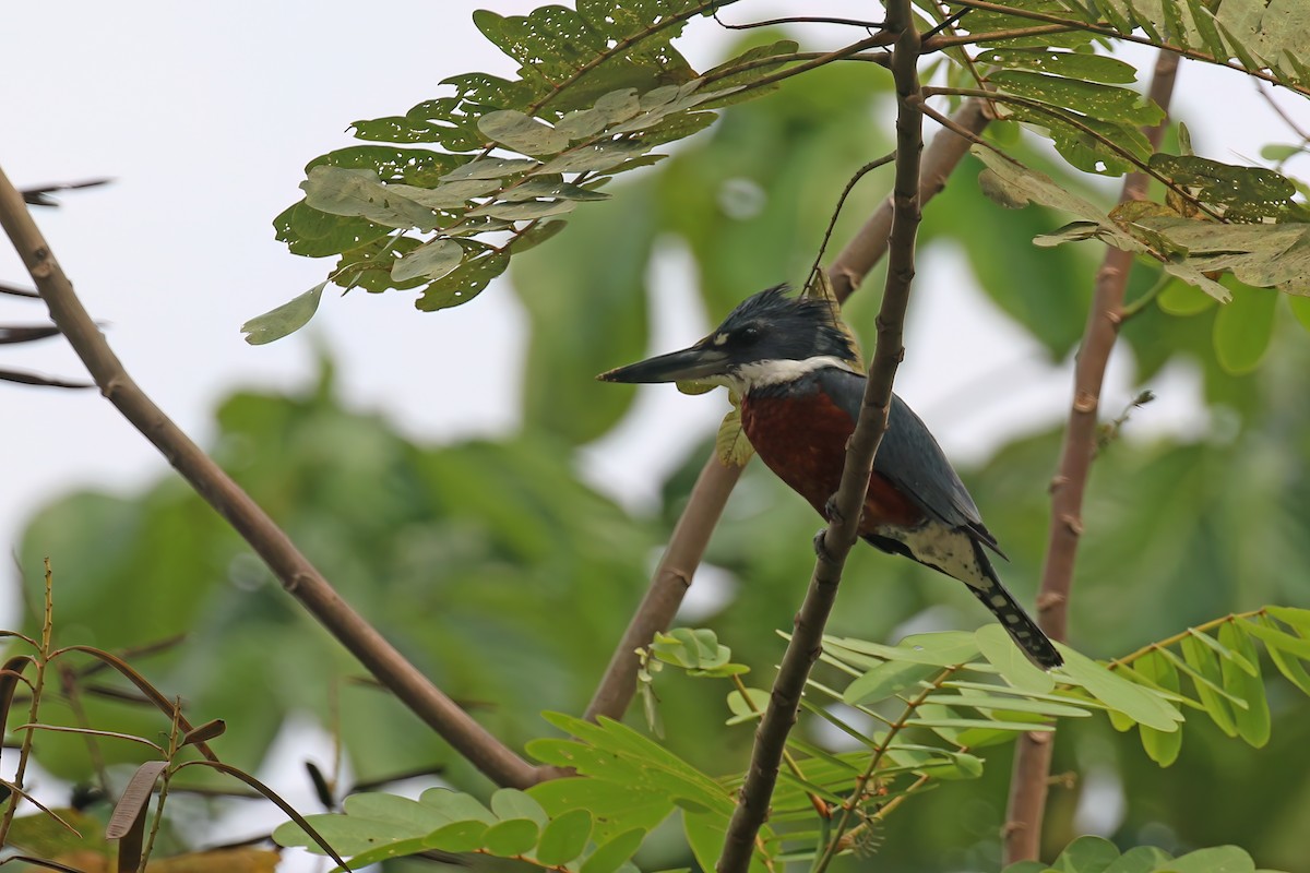 Ringed Kingfisher - ML610647559