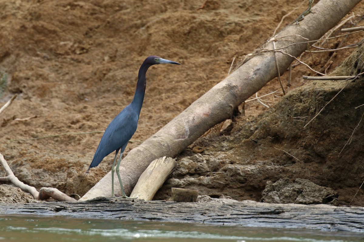 Little Blue Heron - Greg Scyphers