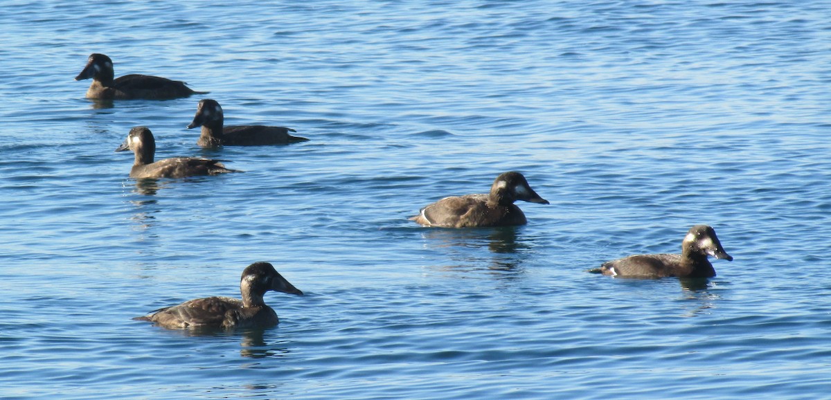 White-winged Scoter - ML610647826