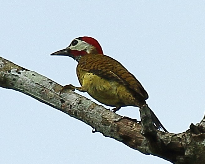 Spot-breasted Woodpecker - ML610647927