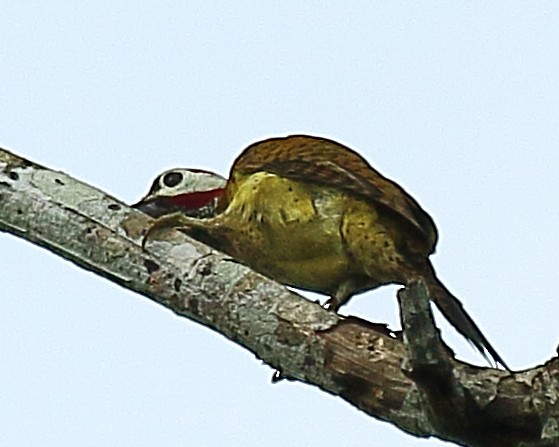 Spot-breasted Woodpecker - ML610647928