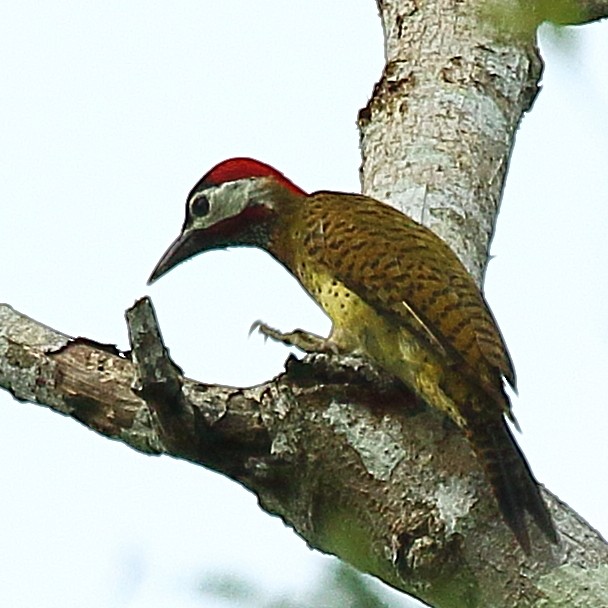 Spot-breasted Woodpecker - ML610647930