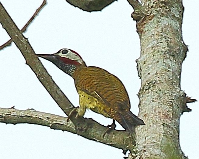 Spot-breasted Woodpecker - ML610647931