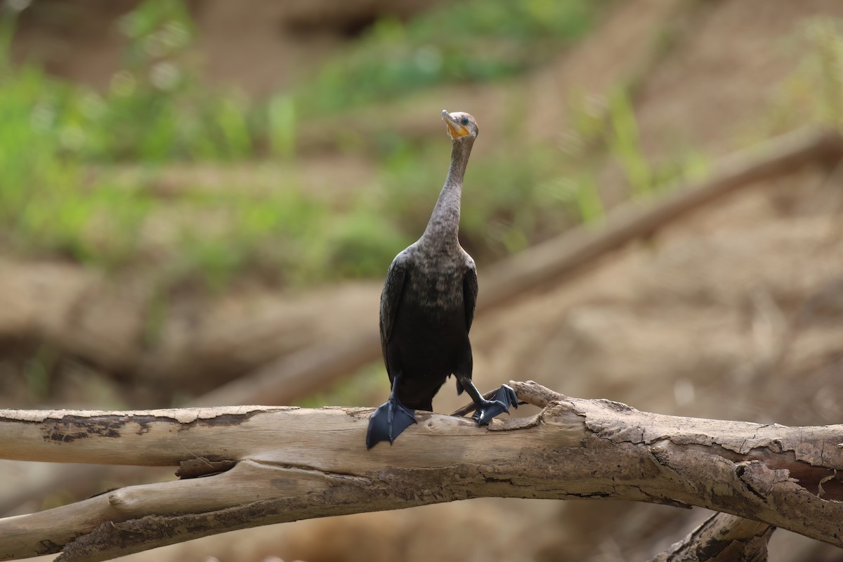 Neotropic Cormorant - ML610648012