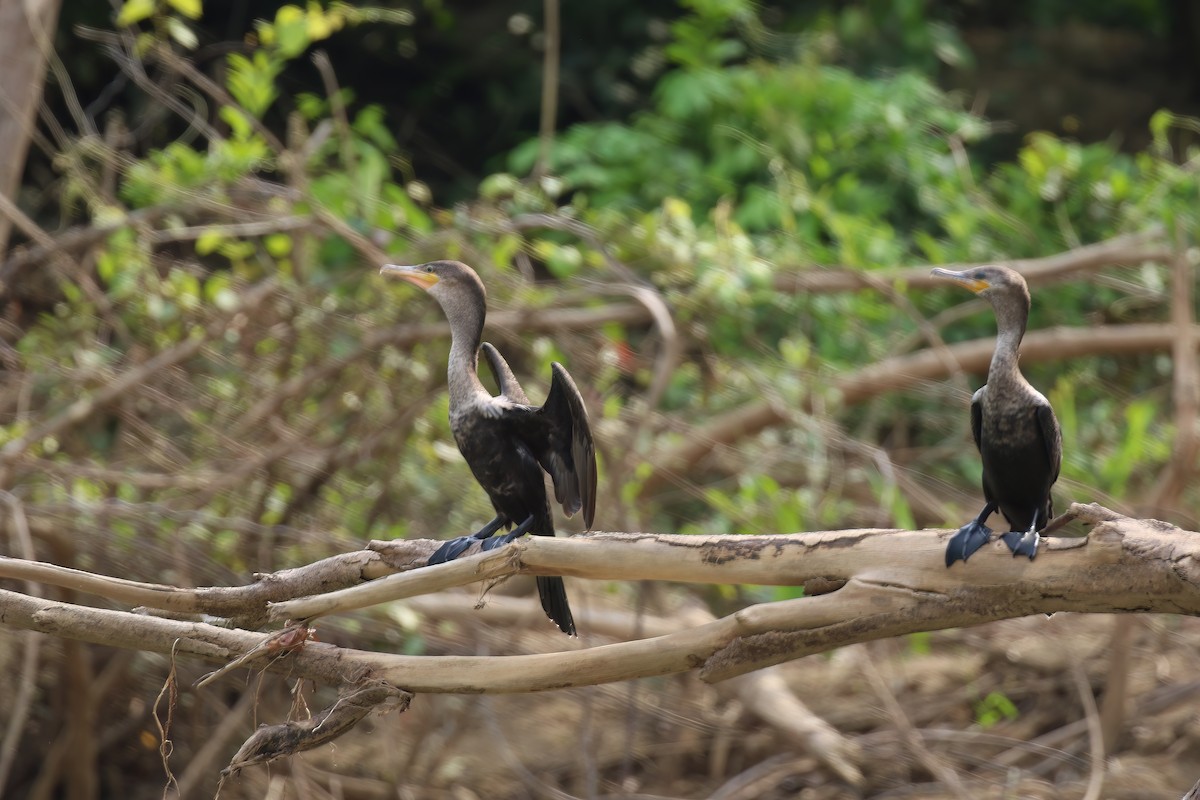 Neotropic Cormorant - Greg Scyphers