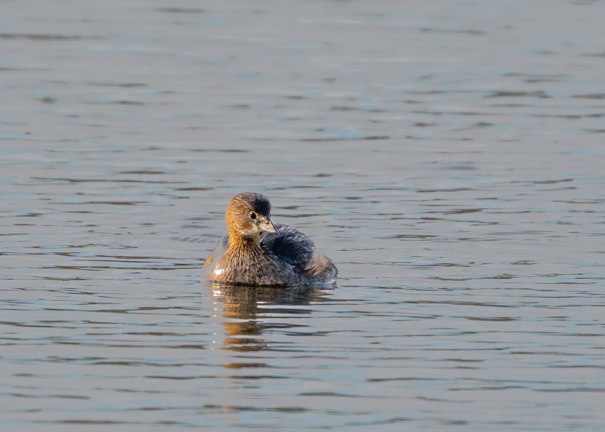 Pied-billed Grebe - ML610648070