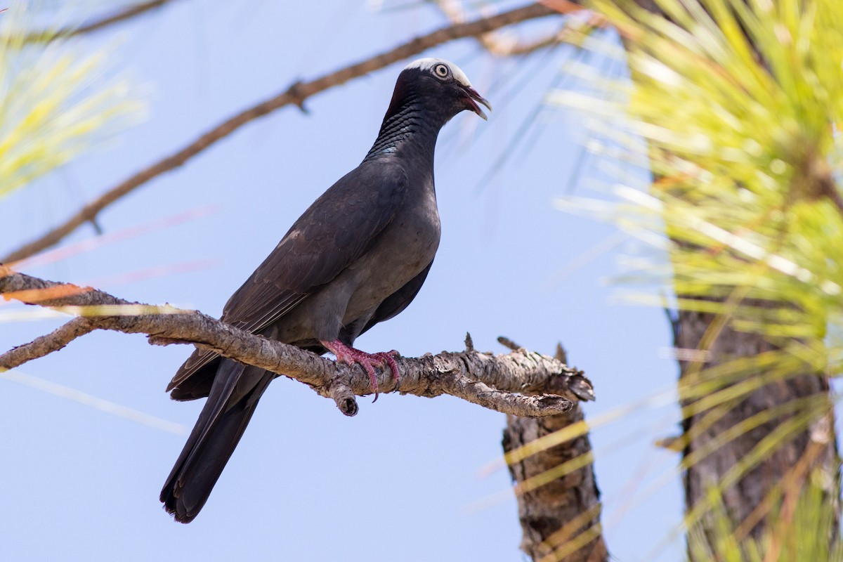 White-crowned Pigeon - ML610648117