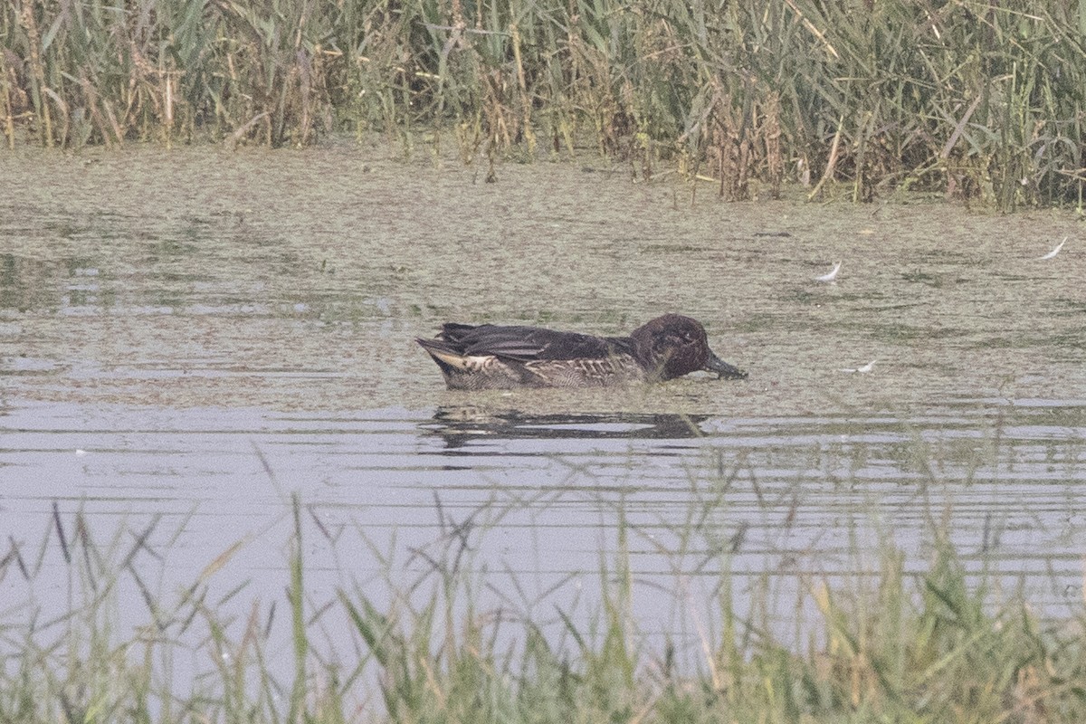 Green-winged Teal - ML610648141