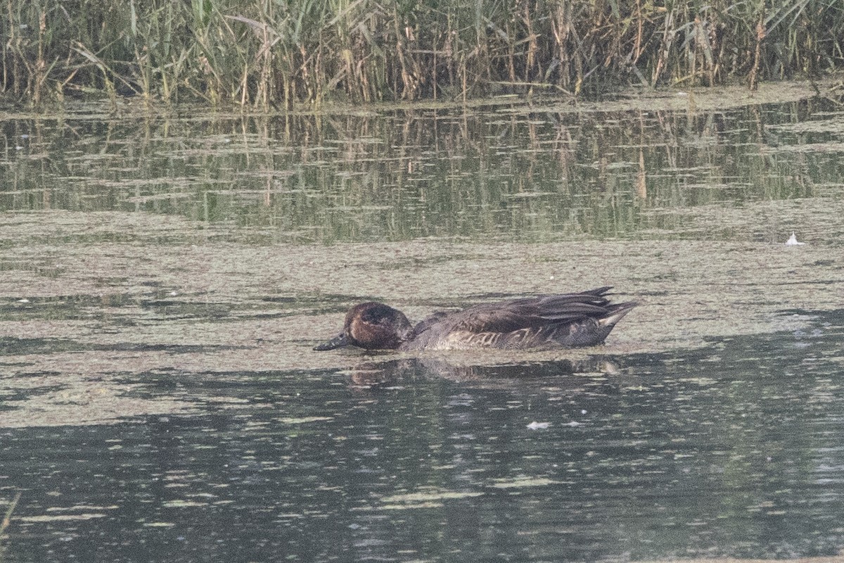 Green-winged Teal - ML610648142