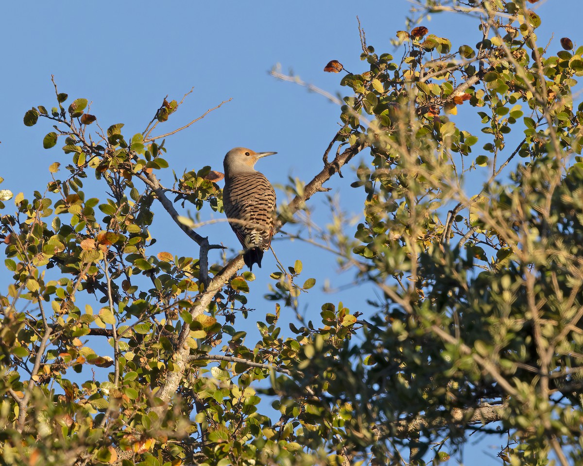 Northern Flicker - ML610648235