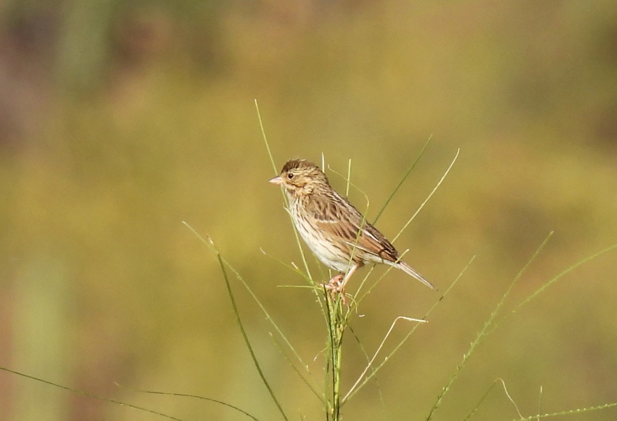 Savannah Sparrow - Mary Tannehill