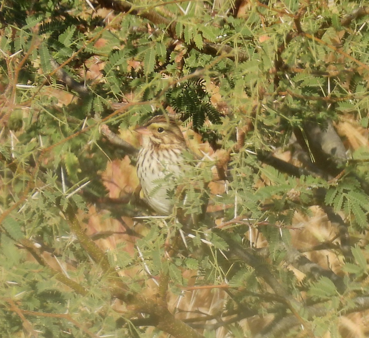 Savannah Sparrow - ML610648241