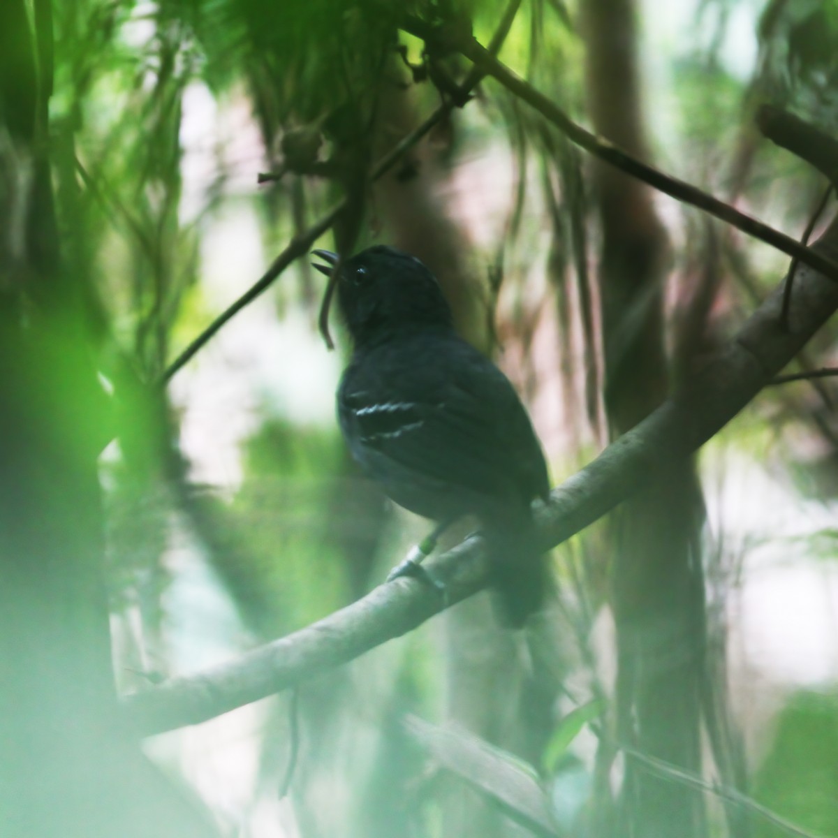 Allpahuayo Antbird - Gary Rosenberg