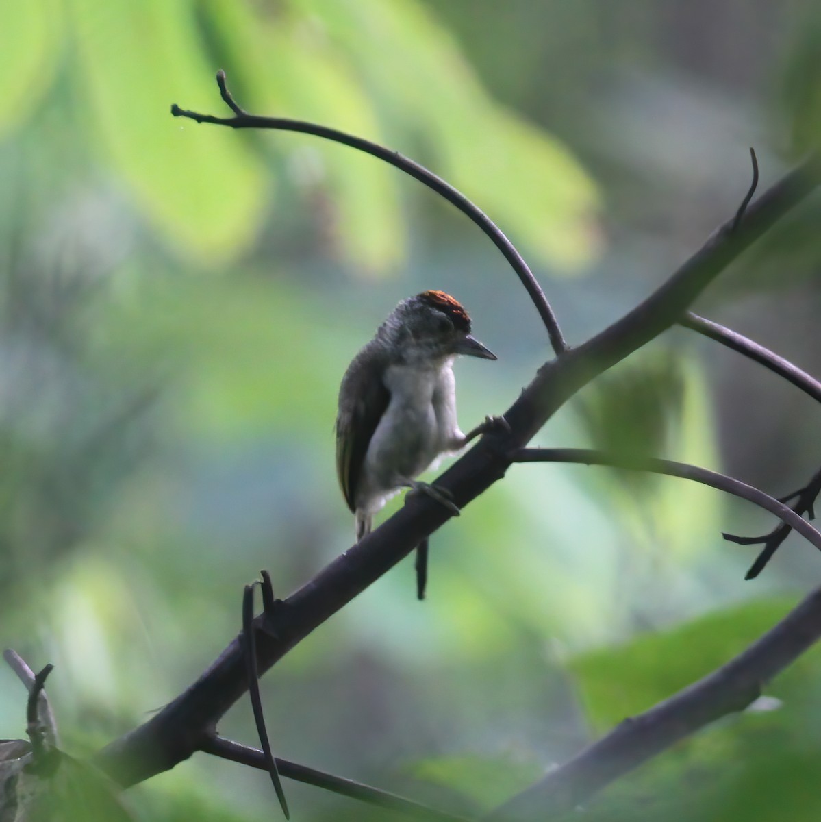 Plain-breasted Piculet - Gary Rosenberg