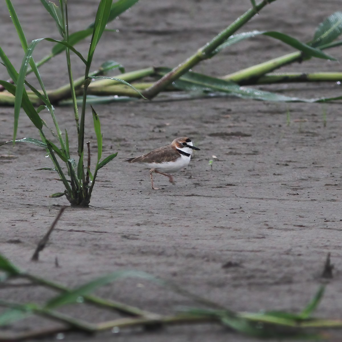 Collared Plover - Gary Rosenberg