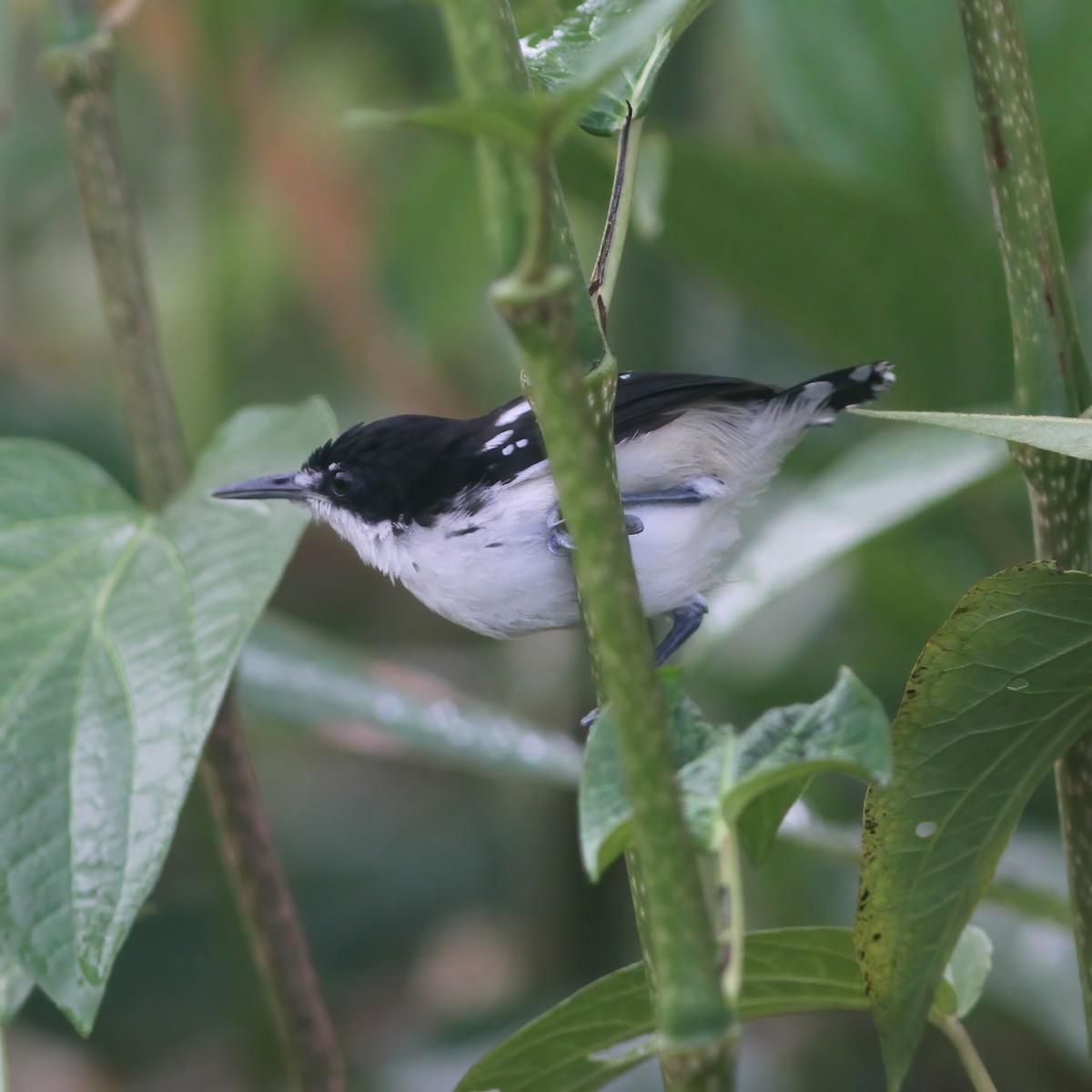 Black-and-white Antbird - Gary Rosenberg